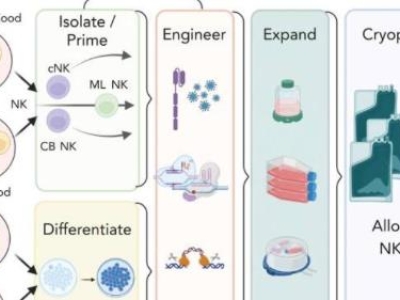 自體自然殺傷細(xì)胞注射液（E10H）臨床IND申請(qǐng)獲國家藥監(jiān)管局受理