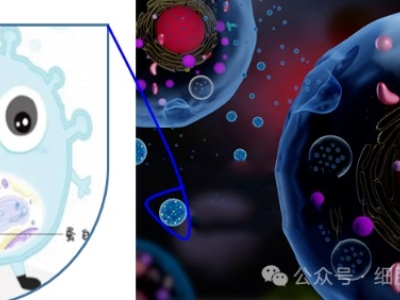 什么是外泌體？外泌體在疾病治療和醫(yī)療美容中的應(yīng)用與前景