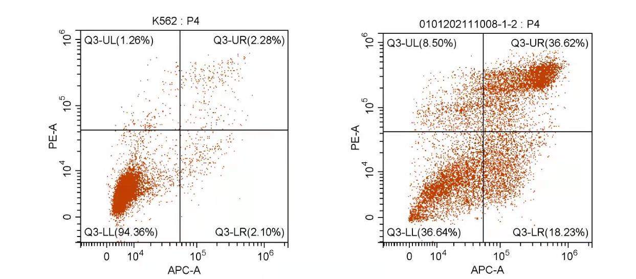 高活性NK細(xì)胞