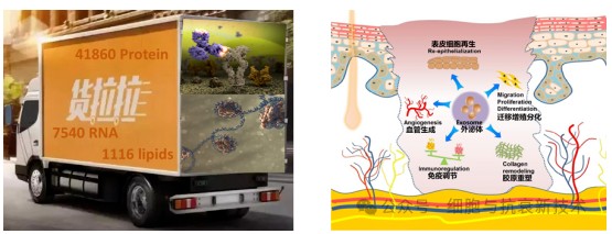 間充質(zhì)干細(xì)胞外泌體修復(fù)肌膚機(jī)制